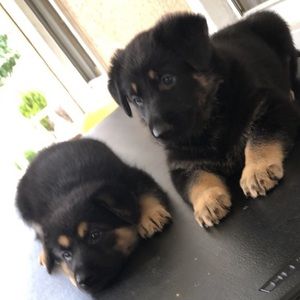 Meet your Posher, Ramez